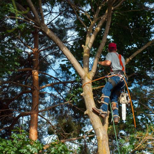 Tree Trimming